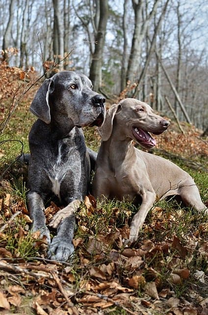 collier-pour-chien-large-duree-vie