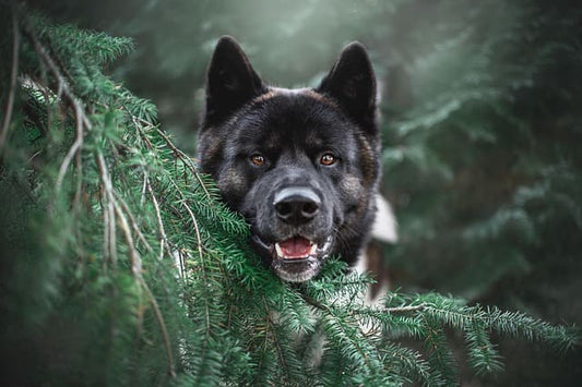 collier-pour-chien-large-fermeture-securisee
