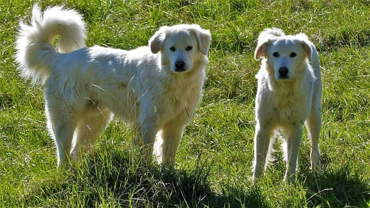 collier-pour-chien-large-poils-longs