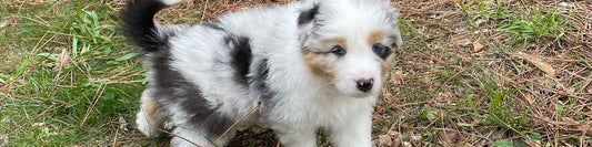 accueillir un chiot