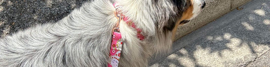 Laisses personnalisées pour chien