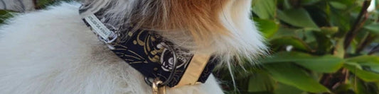 Choisir son collier pour chien