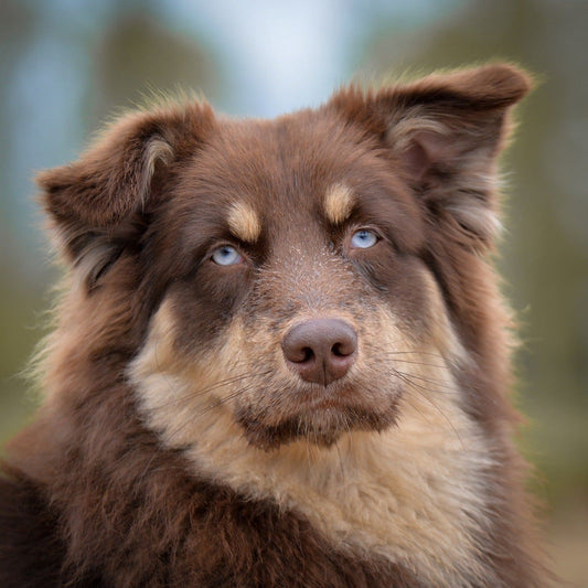 collier-chien-rose-grands-chiens