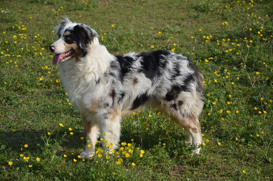 Collier pour chien bleu : un cadeau idéal pour votre compagnon