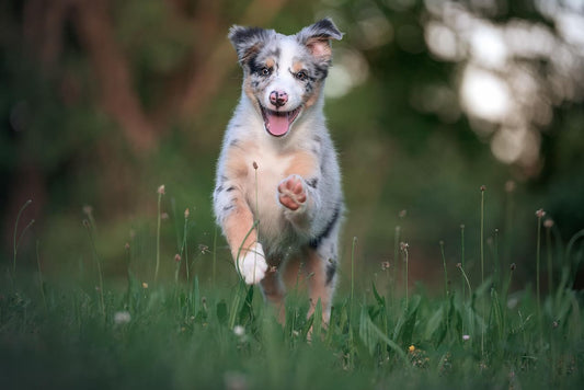 Collier pour chien bleu : élégance, confort et visibilité