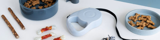 Accessoires tendances pour chien : Les incontournables