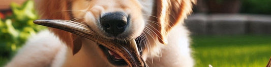 Mastication chien