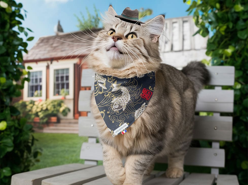Bandana pour chat carpe koï