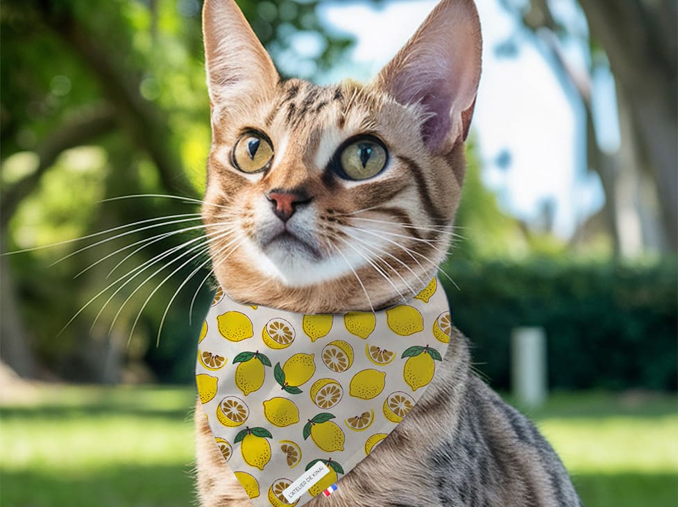Bandana pour chat citron