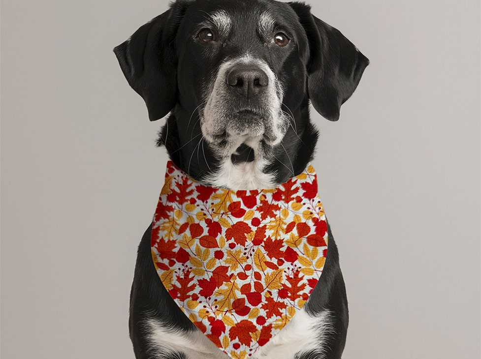 Bandana pour chien feuille