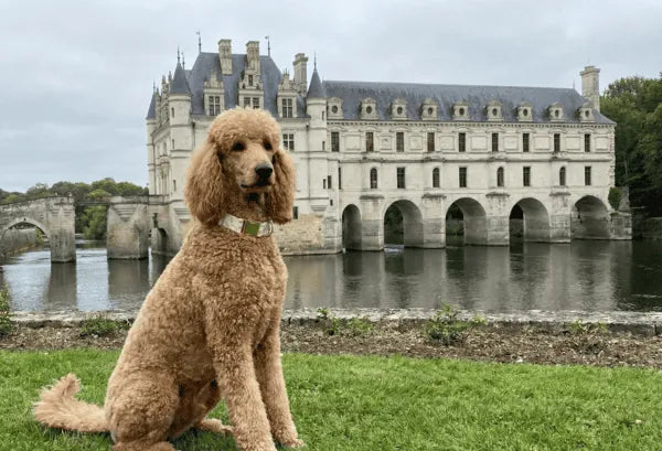 Collier personnalisé pour chien banane