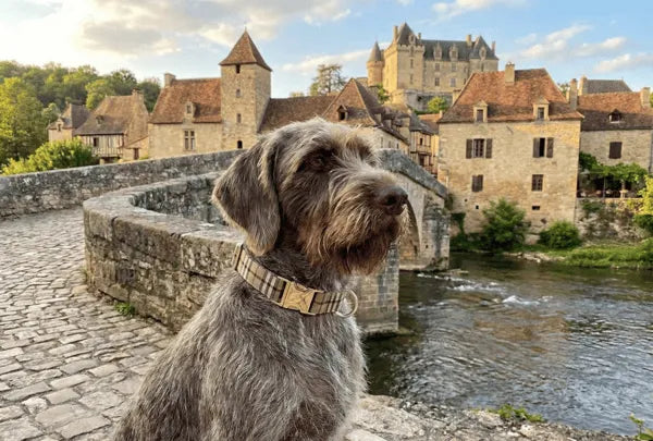 Collier personnalisé pour chien carreaux