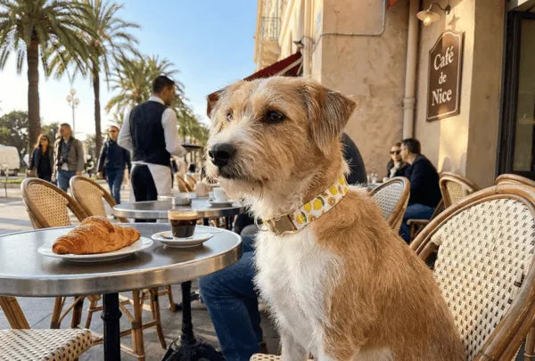 Collier personnalisé pour chien citron