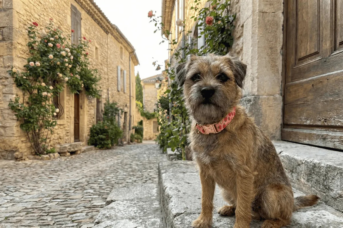 Collier personnalisé pour chien Fraise