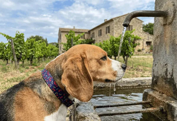 Collier personnalisé pour chien imperméable Cerise