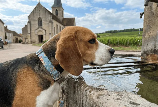 Collier personnalisé pour chien imperméable Éclat Floral