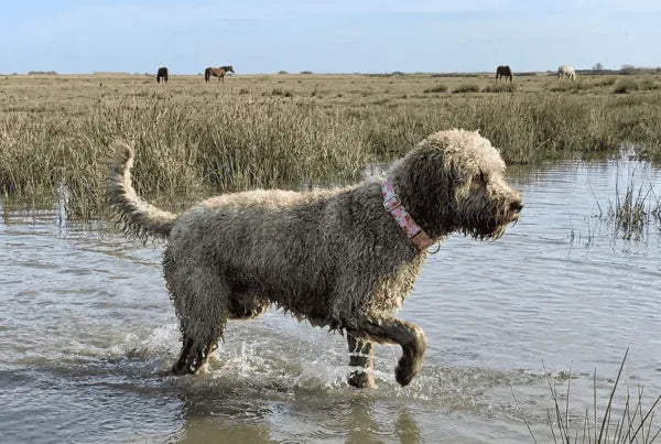 Collier personnalisé pour chien pêche