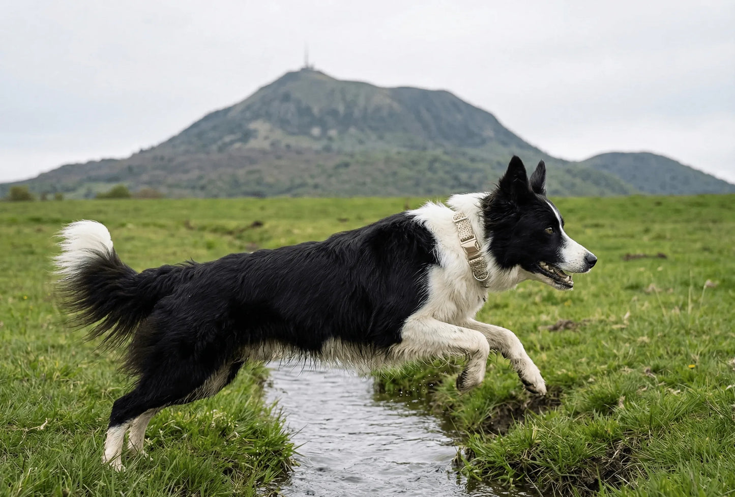 Collier personnalisé pour chien Léopard