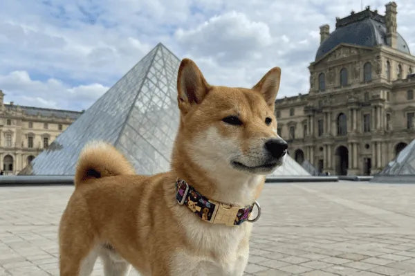 Collier personnalisé pour chien Pokemon