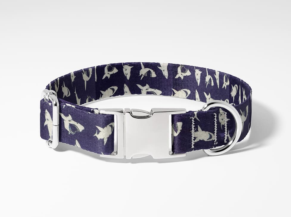 Collier pour chien requin