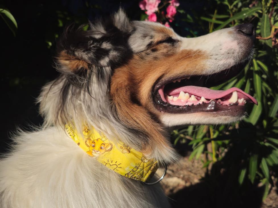 Collier chien roi lion
