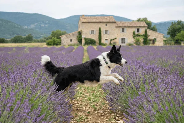 Collier personnalisé pour chien tropical