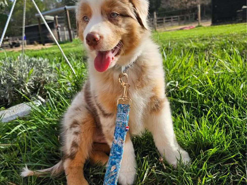 laisse chien marbre berger australien
