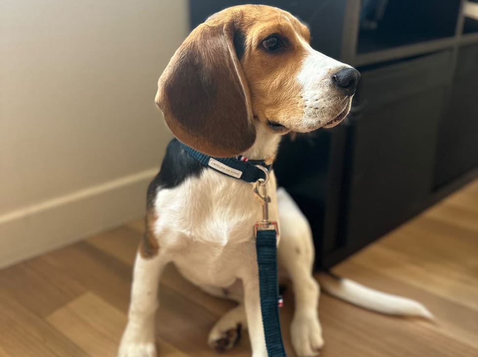 laisse chien velours beagle