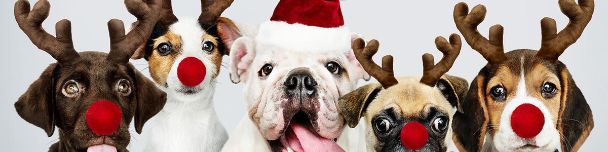 Offrez une Box de Noël pour Chien : Un Cadeau Unique et Rempli de Surprises