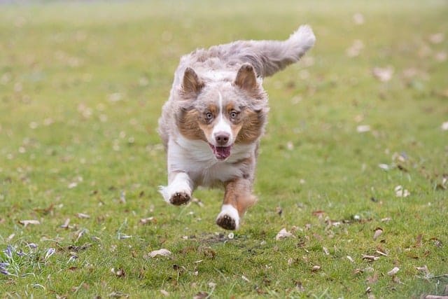 Collier chien bleu : quelles races le portent le mieux ?