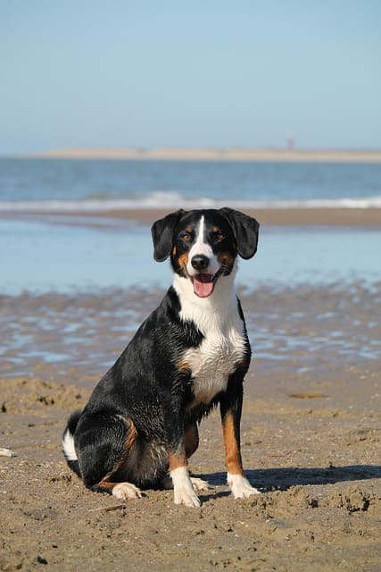 collier-chien-velours-entretien