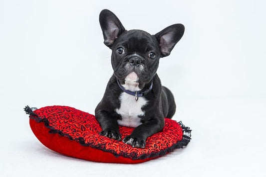 collier-chien-velours-occasions
