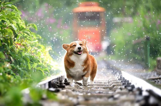 collier-chien-velours-peaux-sensibles