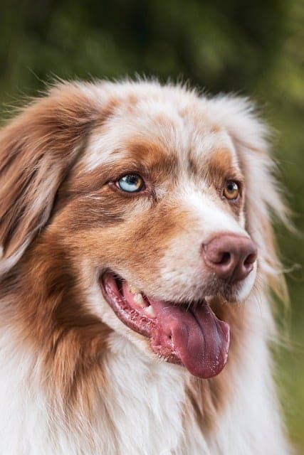 Collier chien velours : le guide ultime du confort et du style