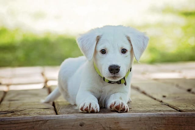 Collier chien velours pour chiots : un premier collier tout en douceur