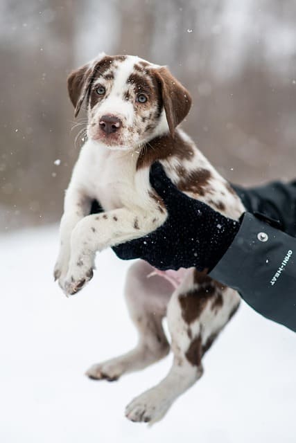 Collier chiot 2 mois : l’habituer à porter un collier en douceur