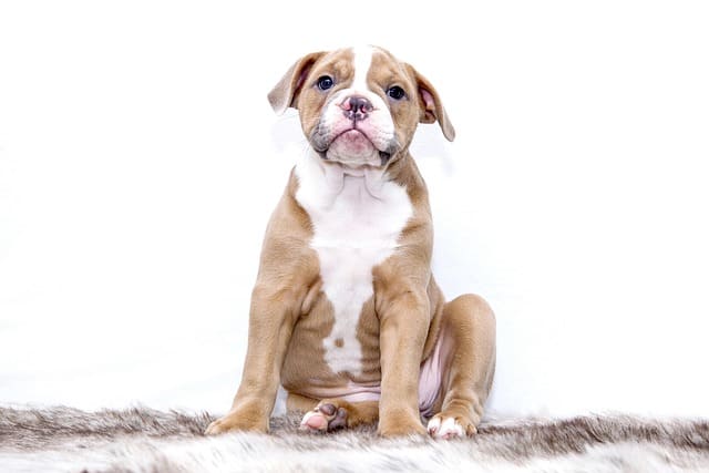 Collier chiot 2 mois : matières douces et confortables