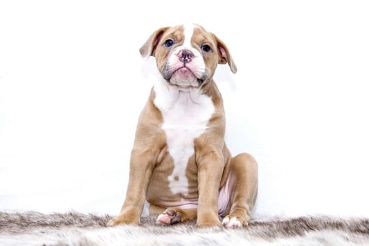 collier-chiot-2-mois-matieres