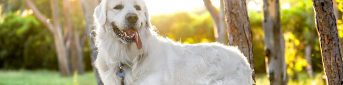 Le Collier pour Golden Retriever : Allier Confort, Sécurité et Style