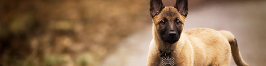 Comment Choisir le Collier Idéal pour Votre Malinois : Confort, Sécurité et Style