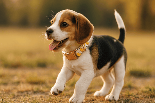 age-ideal-collier-chien-personnalise
