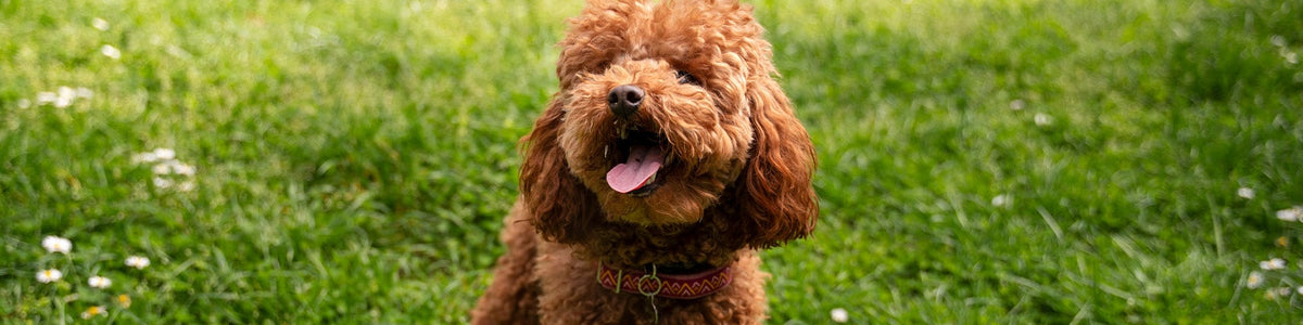 Comment Choisir le Collier Idéal pour un Petit Chien : Confort et Élégance