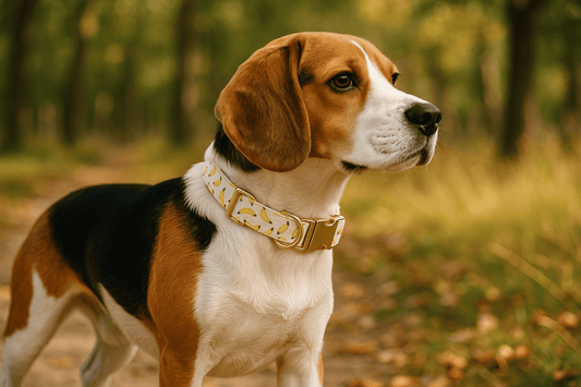 Collier pour Beagle