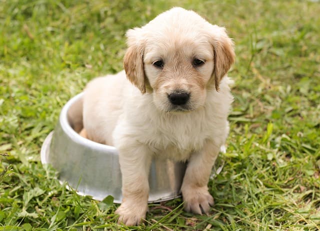 Collier pour chien : comment choisir le bon modèle pour votre compagnon 🐾