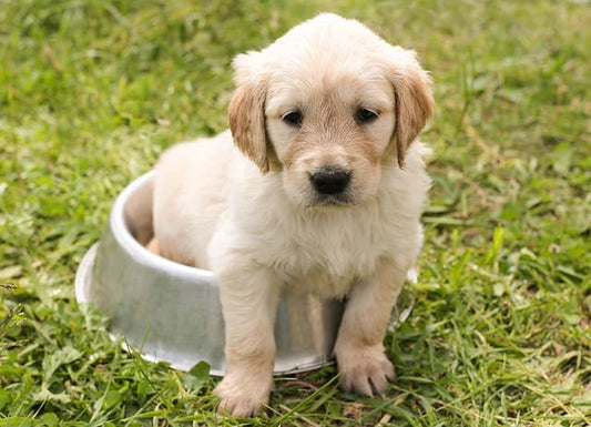 collier-pour-chien-choisir-bon-modele