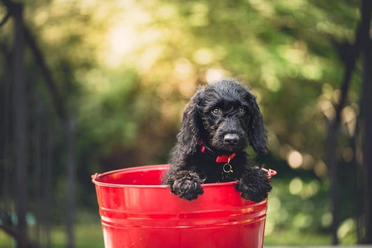 eviter-frottements-irritations-collier-chien