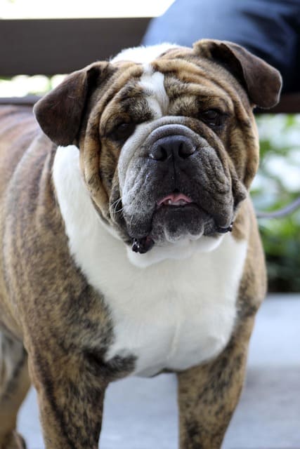 Collier pour chien large : comment éviter qu’il ne glisse ou se détache ?