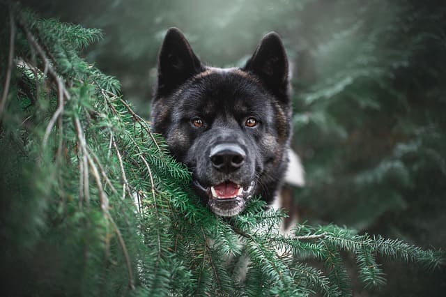 Collier pour chien large : métal, plastique ou attache Safe Lock ?