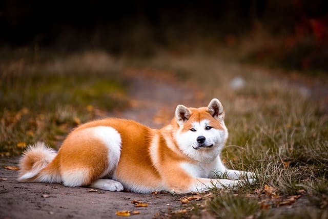 Collier pour chien large pour la randonnée : que choisir ?