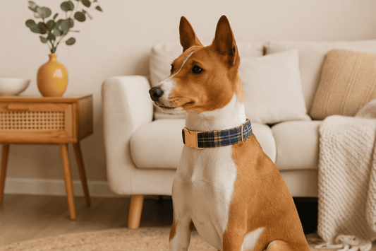 collier-chien-personnalise-et-style